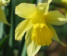 wild daffodil