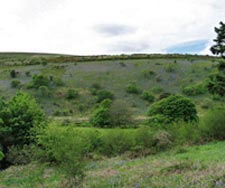 moorland bluebells